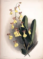 Trichocentrum splendidum als syn.: Oncidium splendidum
